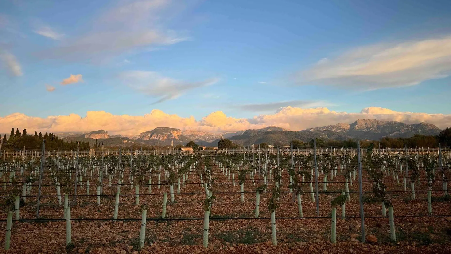 Finca Bella Vida Binissalem Spain