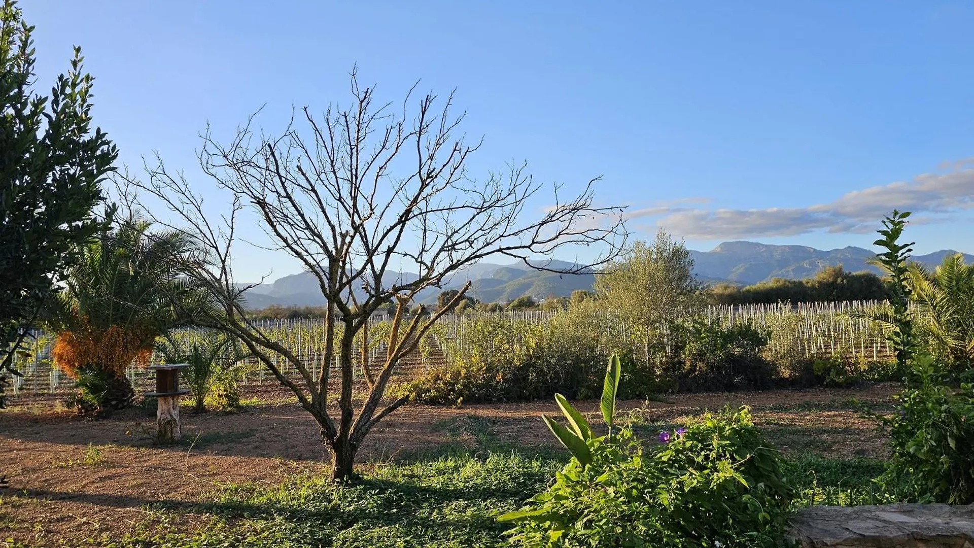 Finca Bella Vida Binissalem Apartment