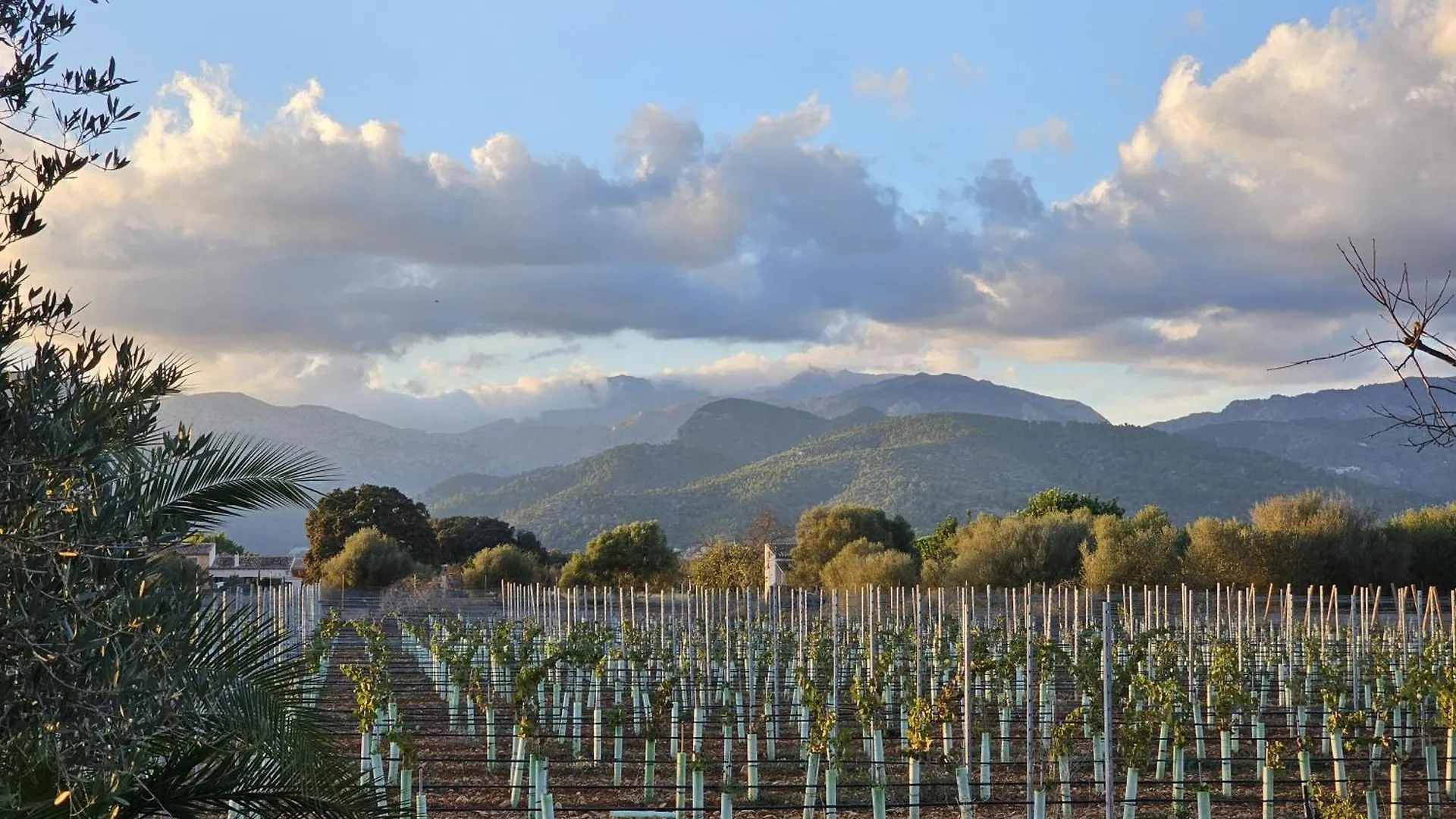 Finca Bella Vida Binissalem Spain