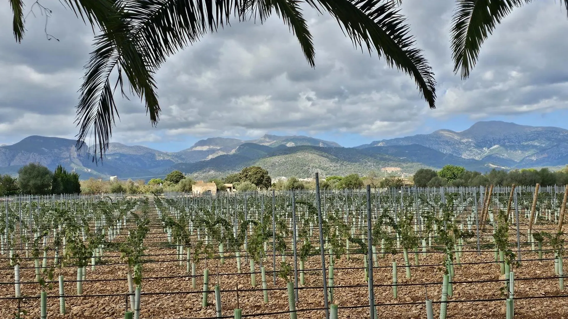 Apartment Finca Bella Vida Binissalem Spain